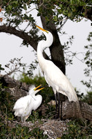 Great-Egret-and-chick.jpg