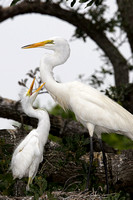 Great-Egret-with-chick_MG_0.jpg