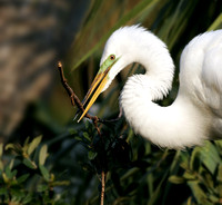 Great-Egret-nest-buil.jpg