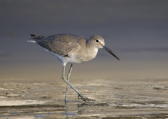 Willet-1_V0A5163-PV_Mexico.jpg