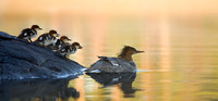 Common Mergansers - Mom and chicks