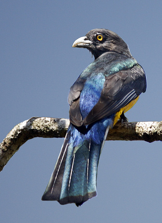 Citreoline Trogon