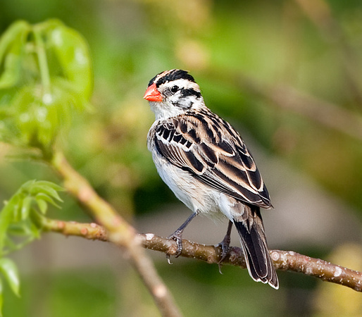 Pin-tailed-Whydah-4V0A5347-Punta-Cana