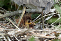Tri-colored-Heron-chick-in-.jpg