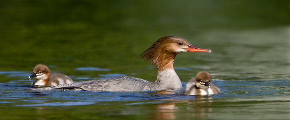 Common Merganzer with little ones