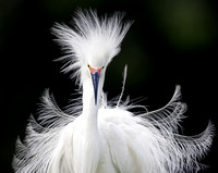 Snowy-Egret-Breeding-big.jpg