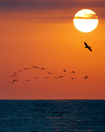 Pelicans at Sunset