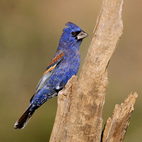 Birds by Location Photographed